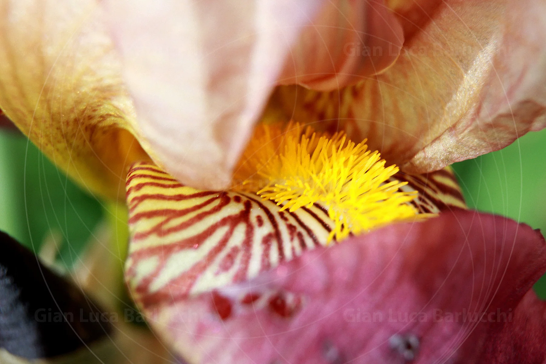 Close-up of an iris flower’s yellow centre and striped petals