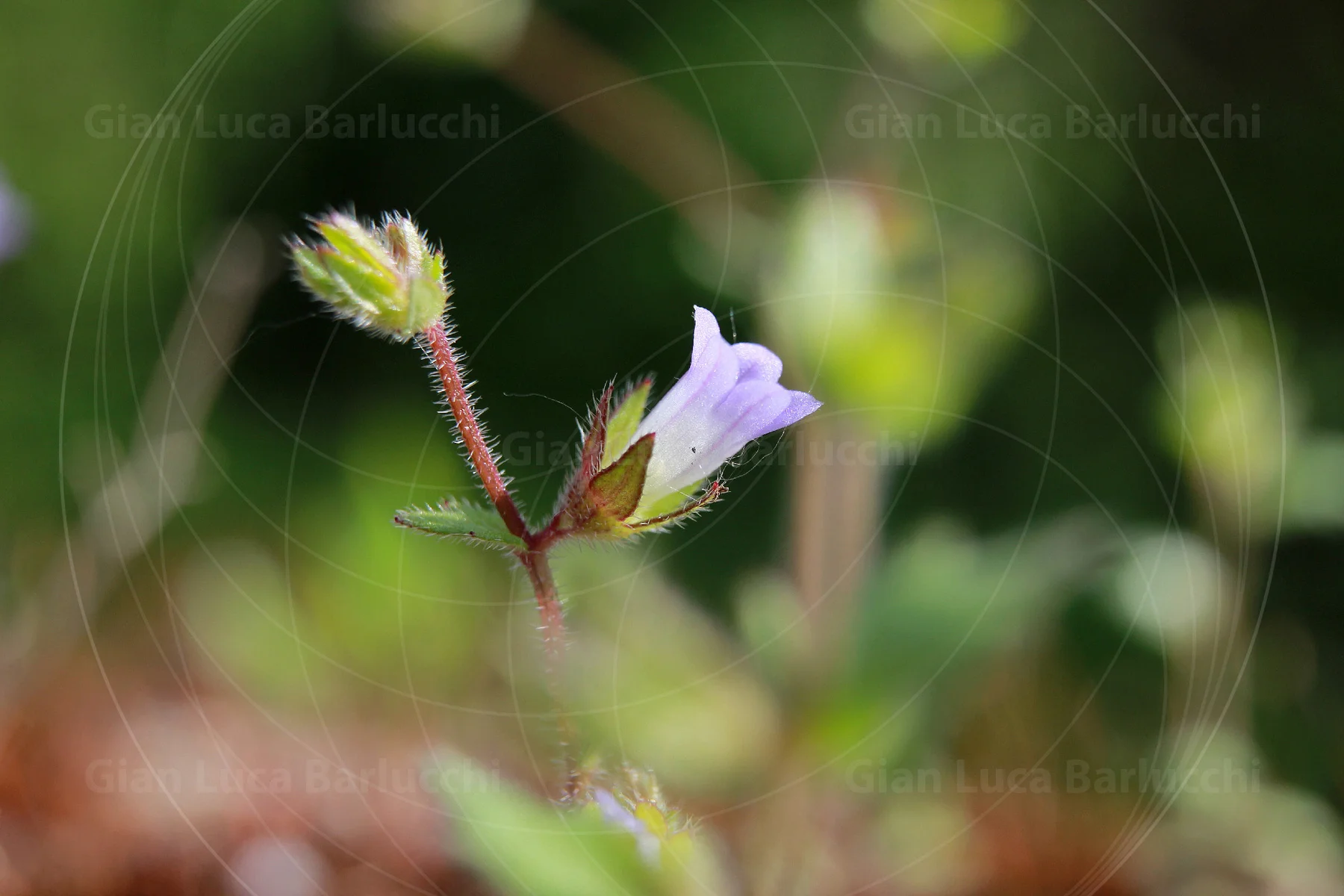 Small purple flower and unopened bud on a fine stem