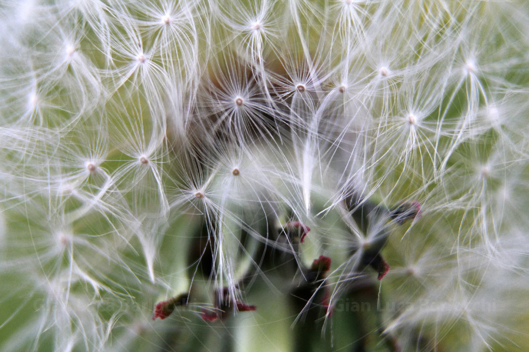 Dandelion seeds with delicate white filaments clustered around the seed head