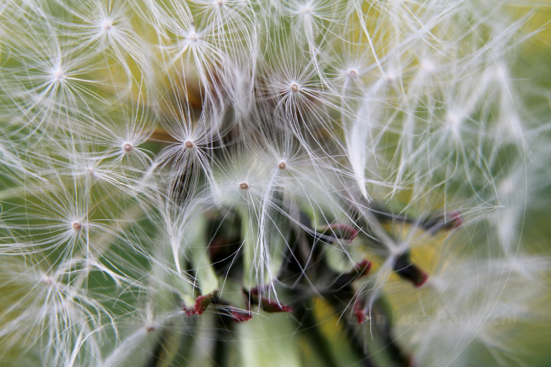 Close-up of fine white dandelion seeds against a soft green background