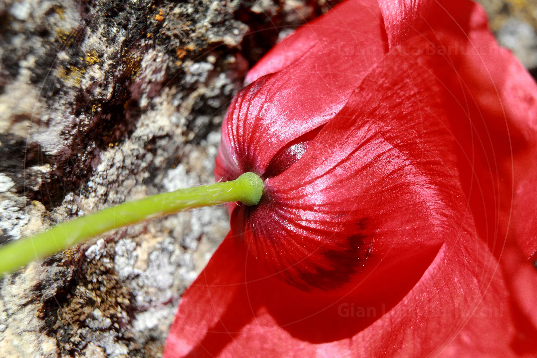 Back of a red poppy with translucent petals beside textured stone