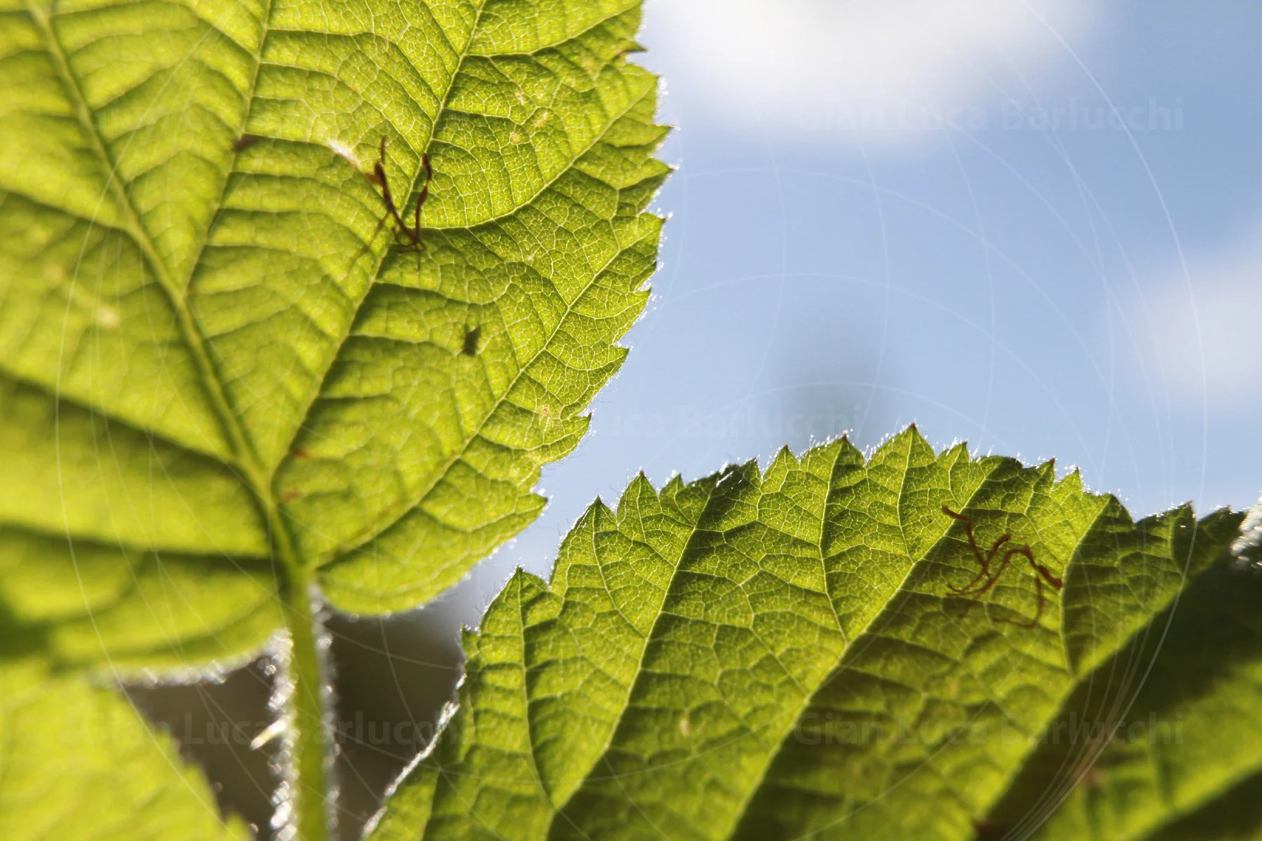 Sunlight shining through the veins of green leaves against a blue sky