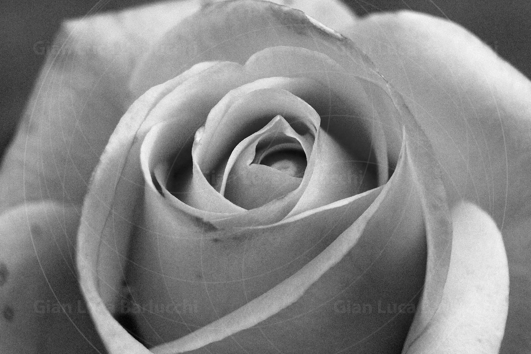 Black-and-white close-up of petals spiralling into the centre of a rose