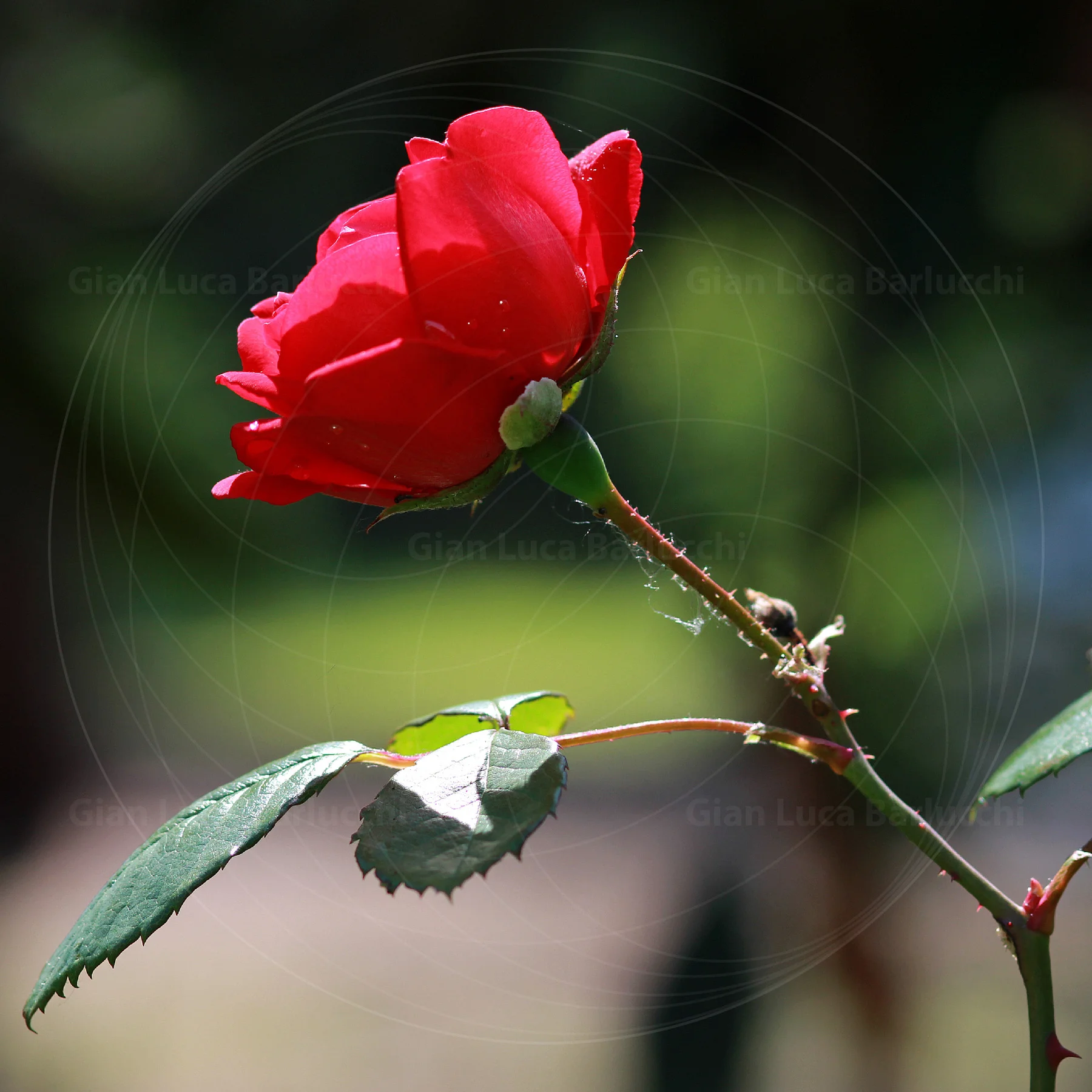 Red rose on a thorny stem against a softly blurred garden background