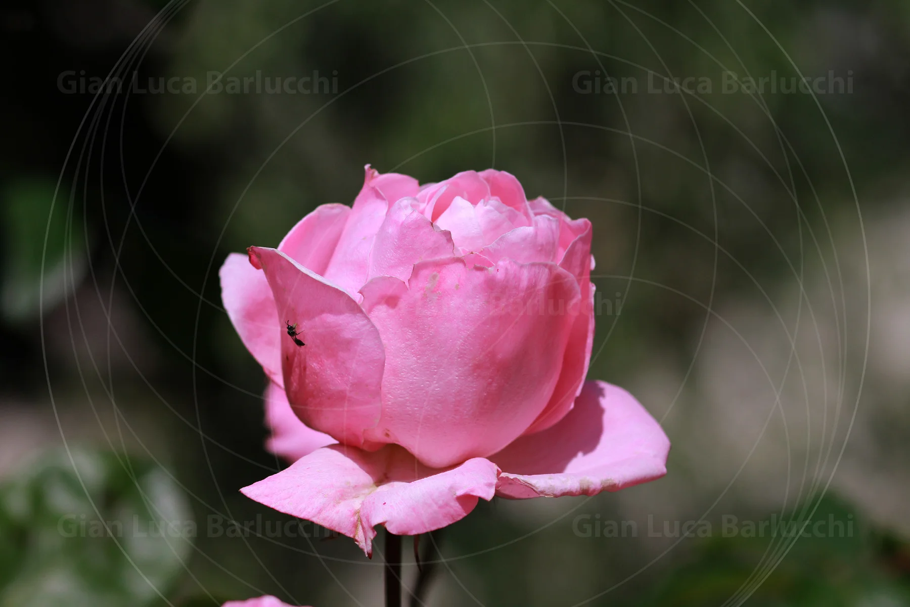 Pink rose with overlapping petals and visible water droplets