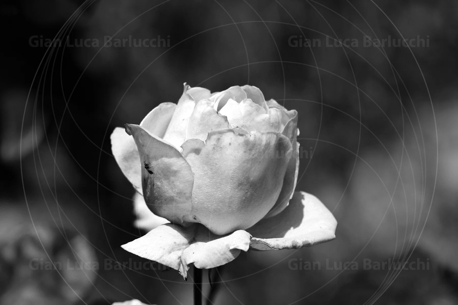 Black-and-white photograph of a partly opened rose on its stem