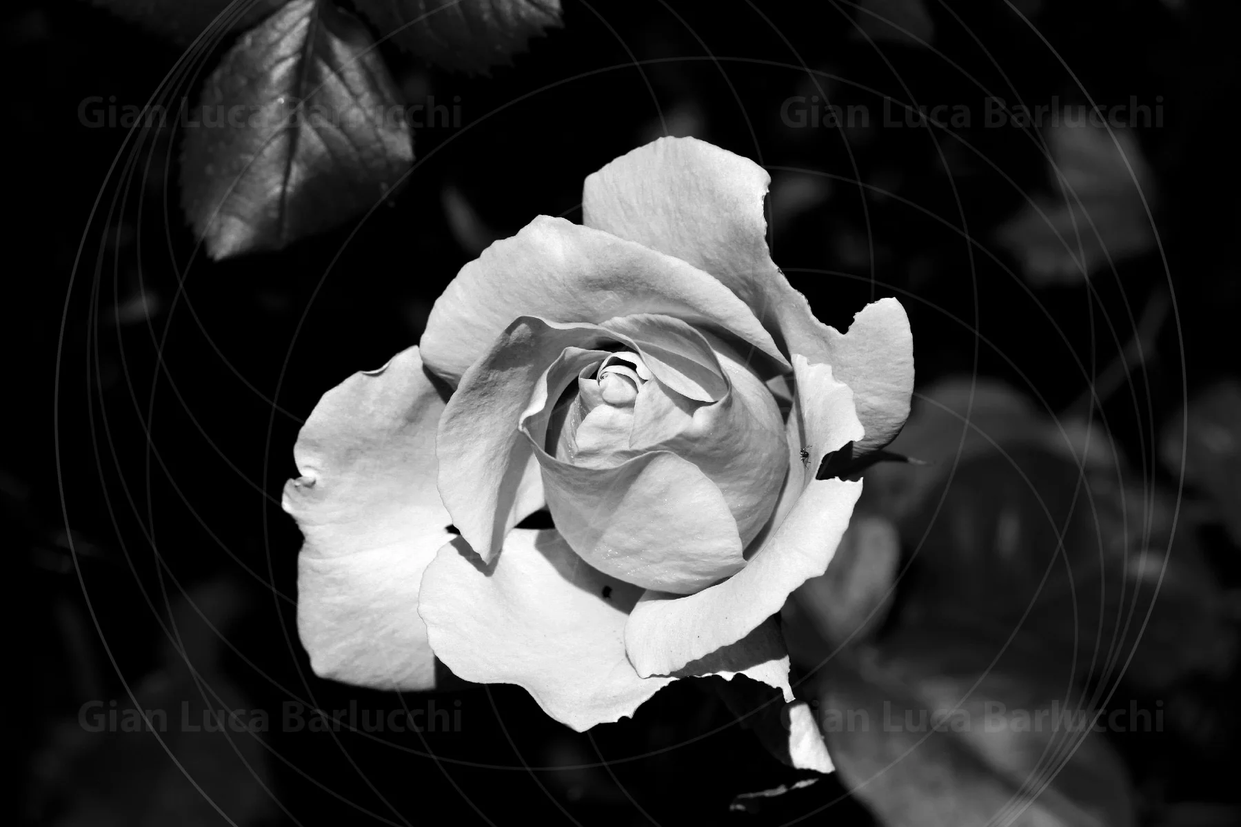 Black-and-white photograph looking down into an open rose