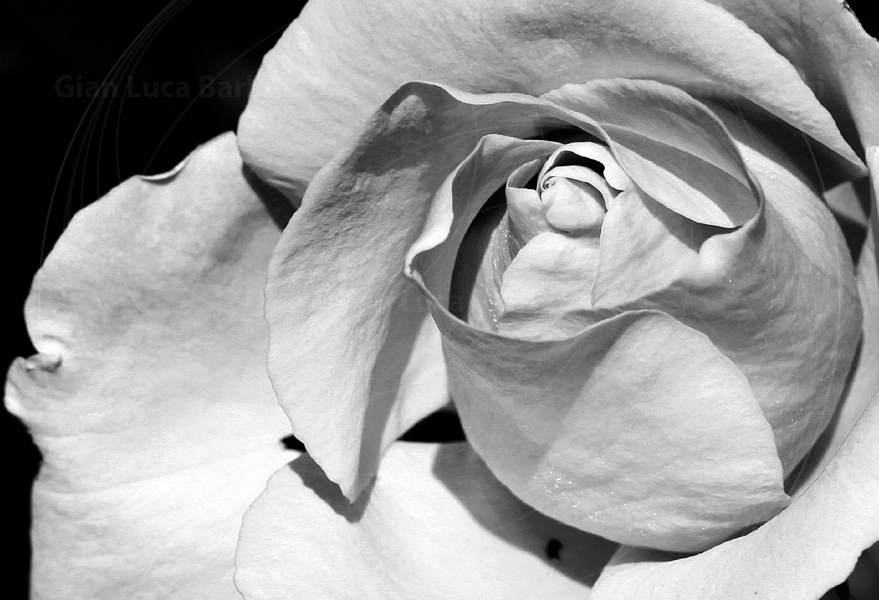Black-and-white close-up of a rose with curled, overlapping petals