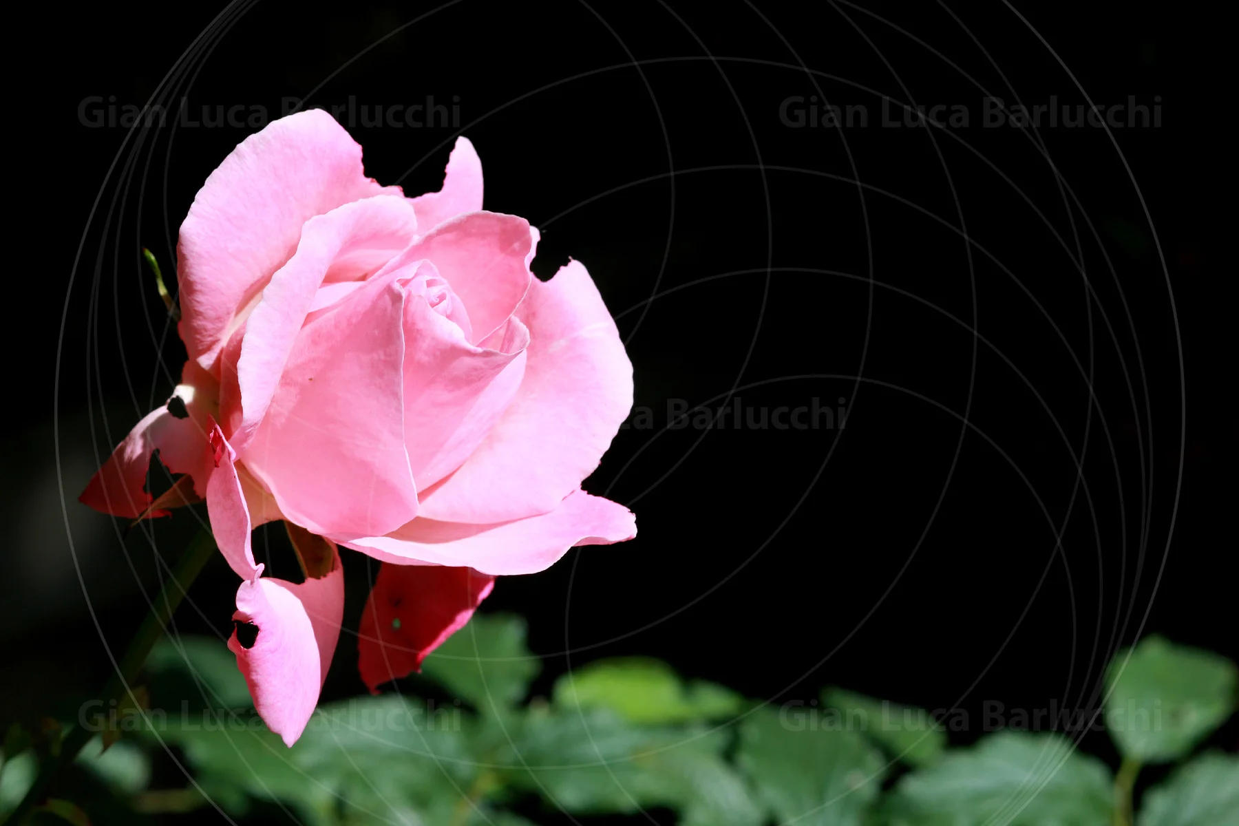Pink rose in side view against dark foliage
