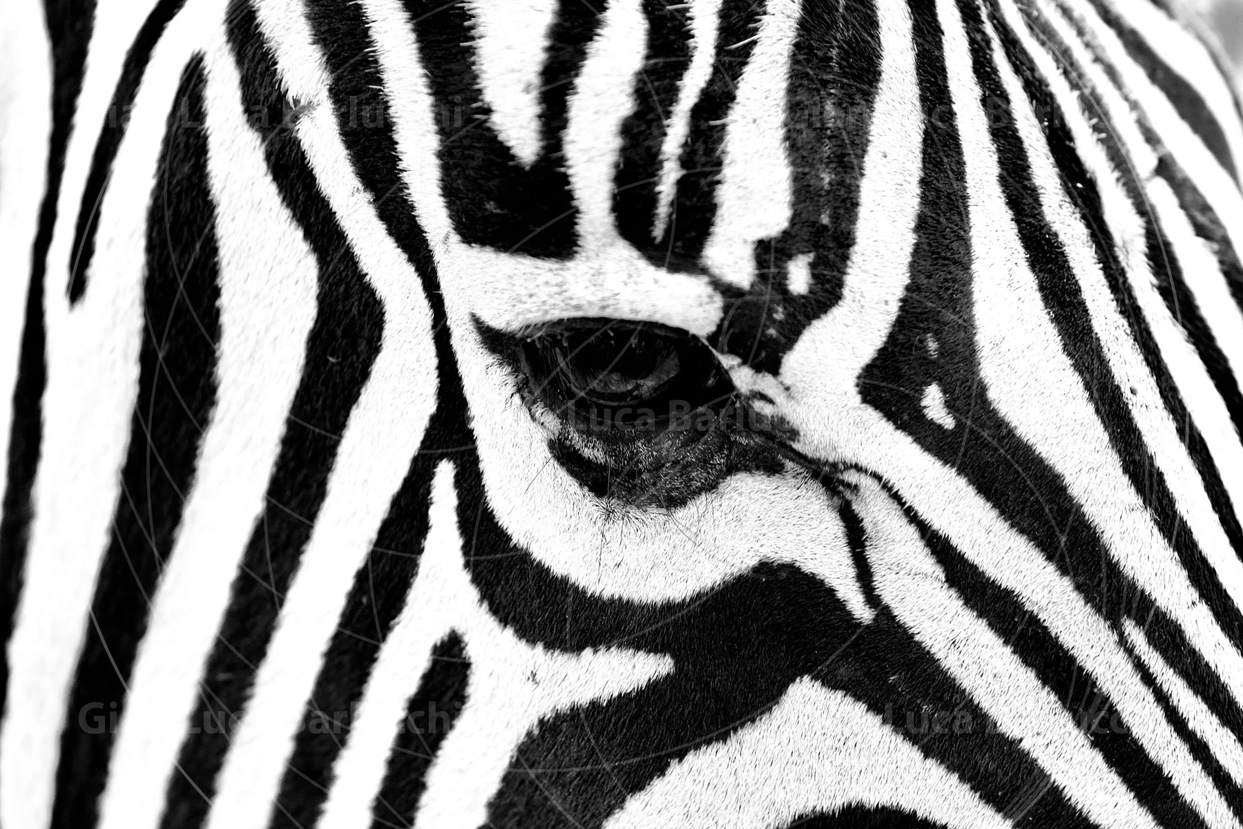 Black-and-white close-up of a zebra’s eye surrounded by stripes