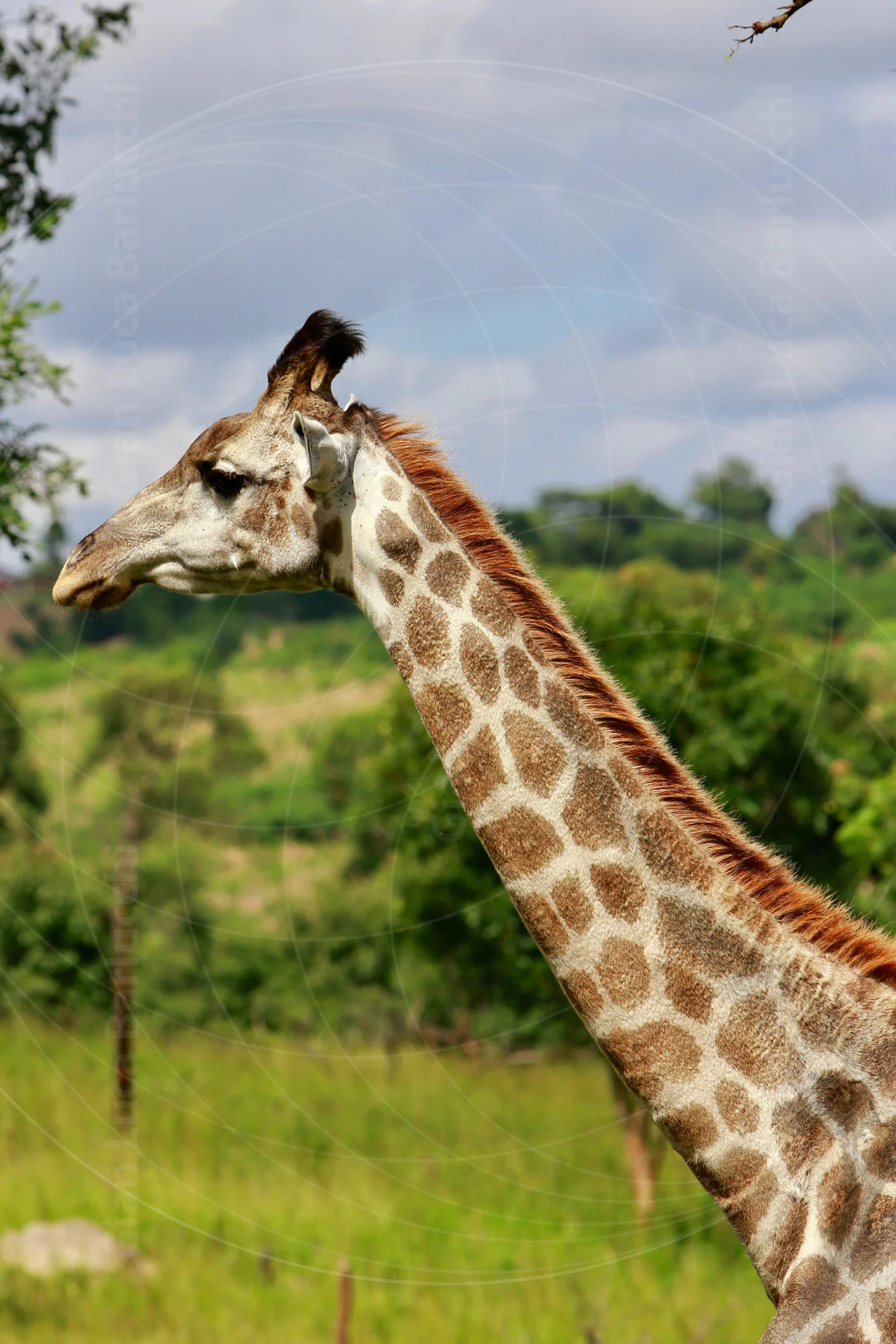 Giraffe’s head and long neck rising above green grass