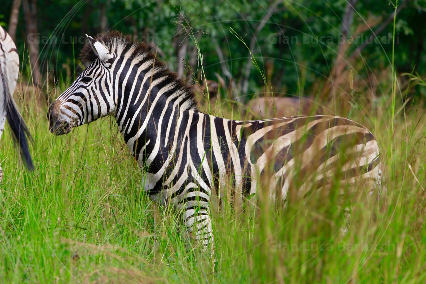 Zebra standing side-on in tall green grass