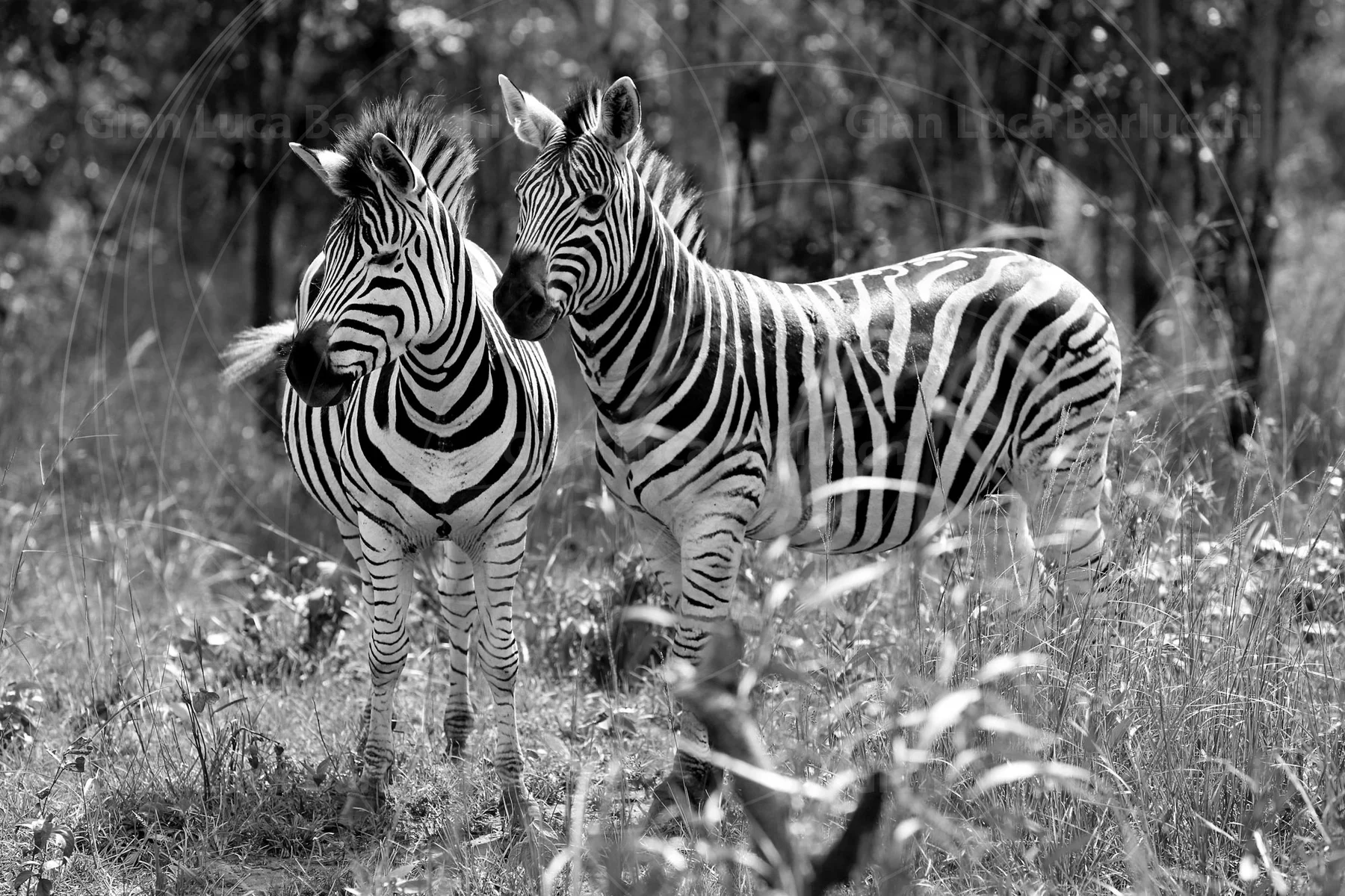 Black-and-white photograph of two zebras standing in tall grass