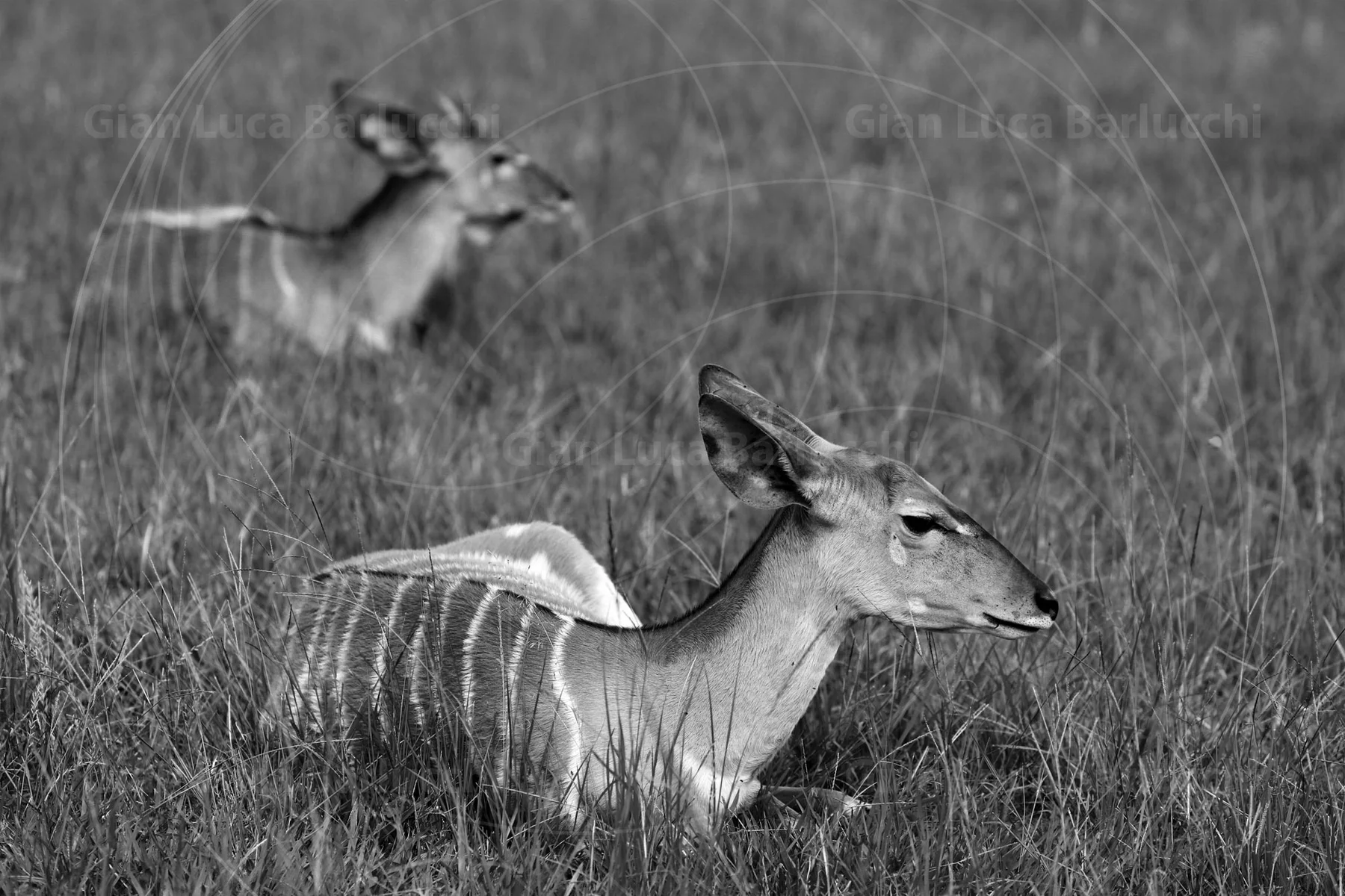 Black-and-white photograph of two impalas resting in tall grass