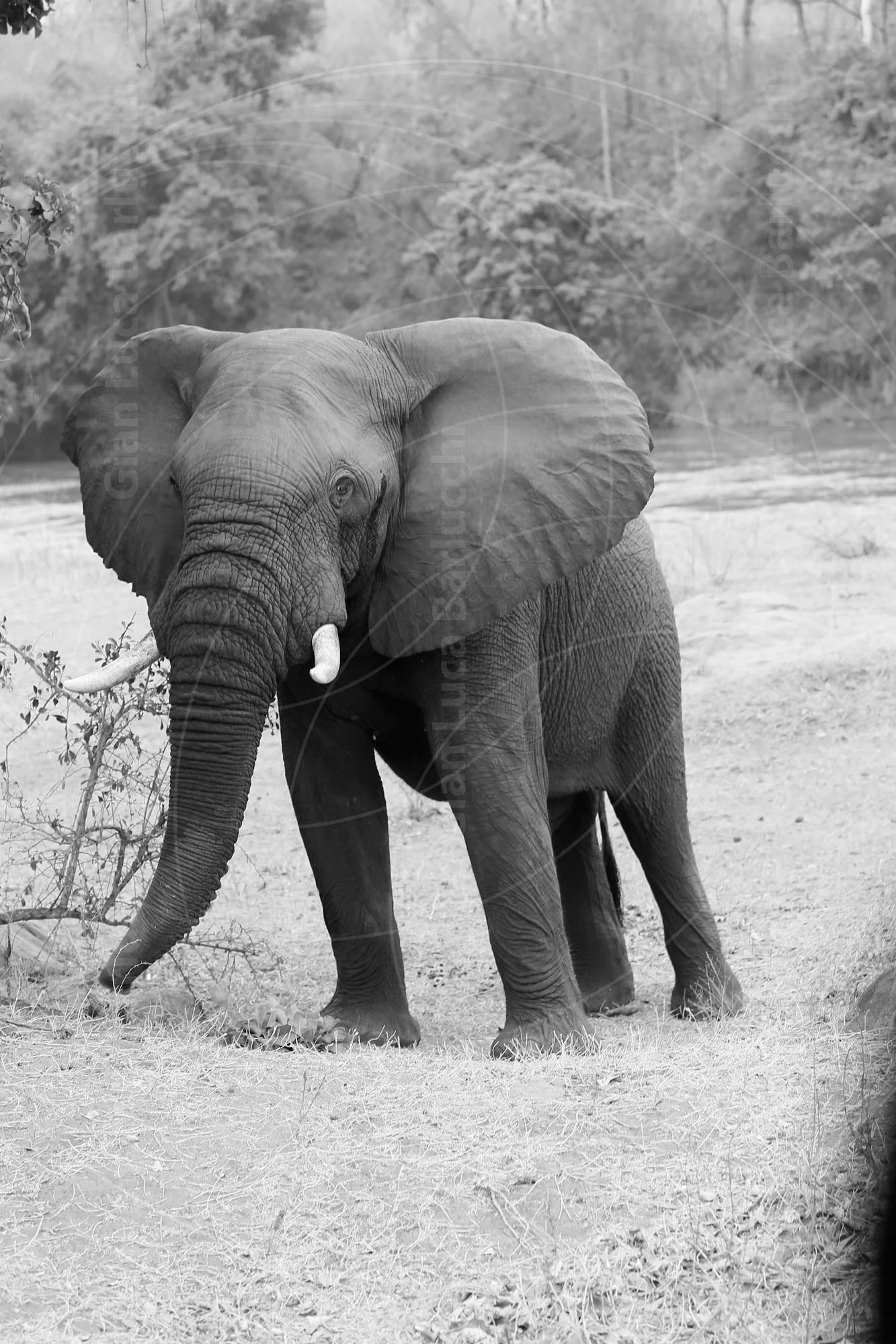 Vertical black-and-white photograph of an elephant beside a river