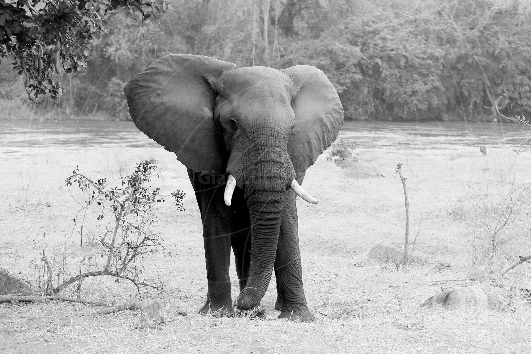 Black-and-white elephant standing with ears spread beside a river