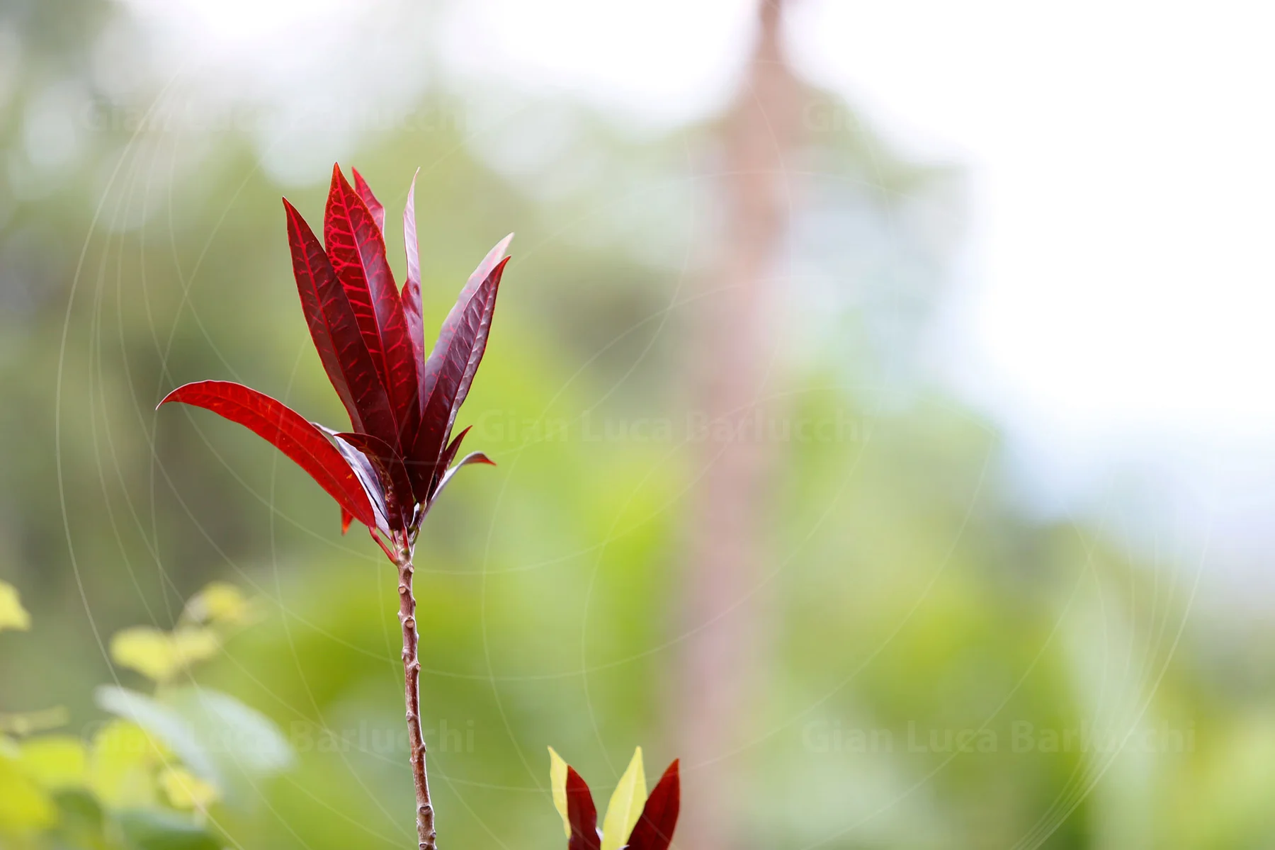 Red new leaves on a slender stem against softly blurred green foliage