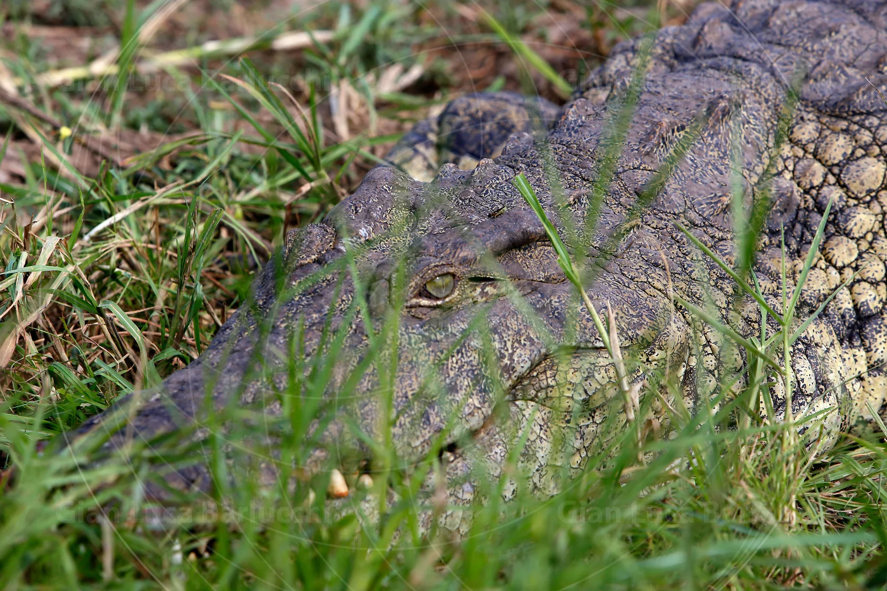 Close-up of a crocodile’s eye and textured skin through grass