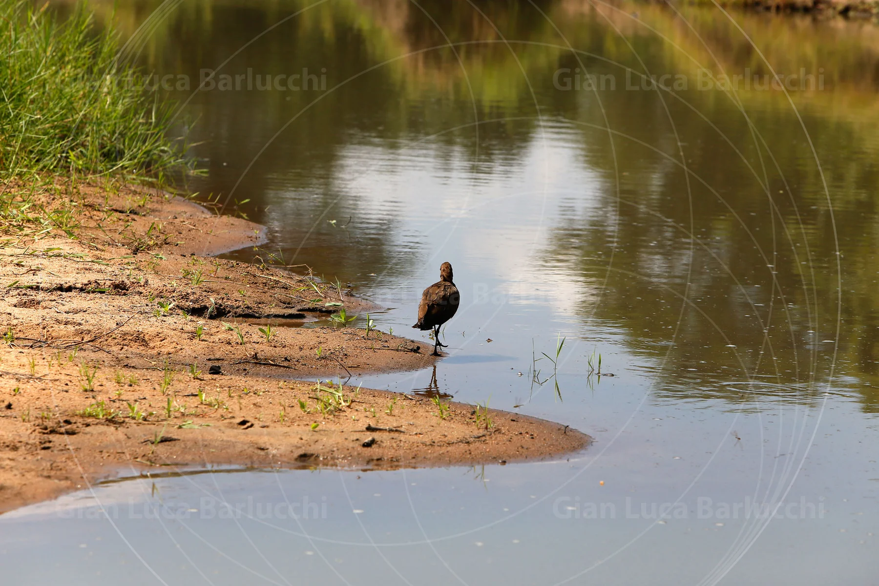 Waterbird standing on a sandy bank beside still water
