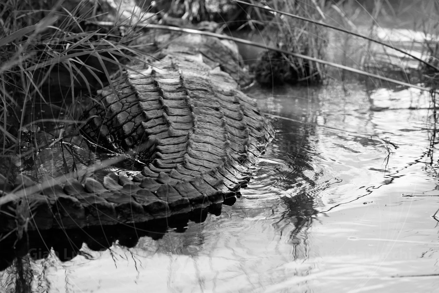 Black-and-white detail of a crocodile’s ridged tail partly submerged in water