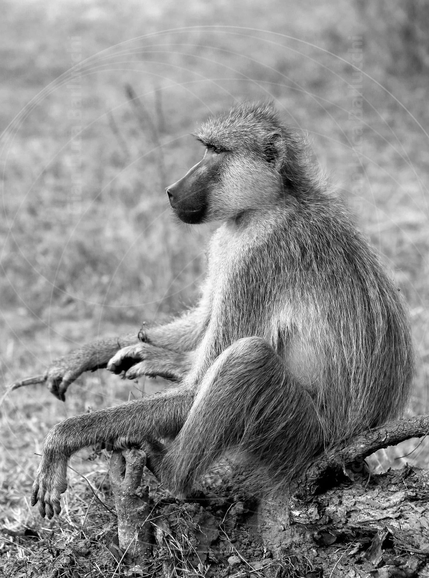 Black-and-white photograph of a baboon sitting on the ground