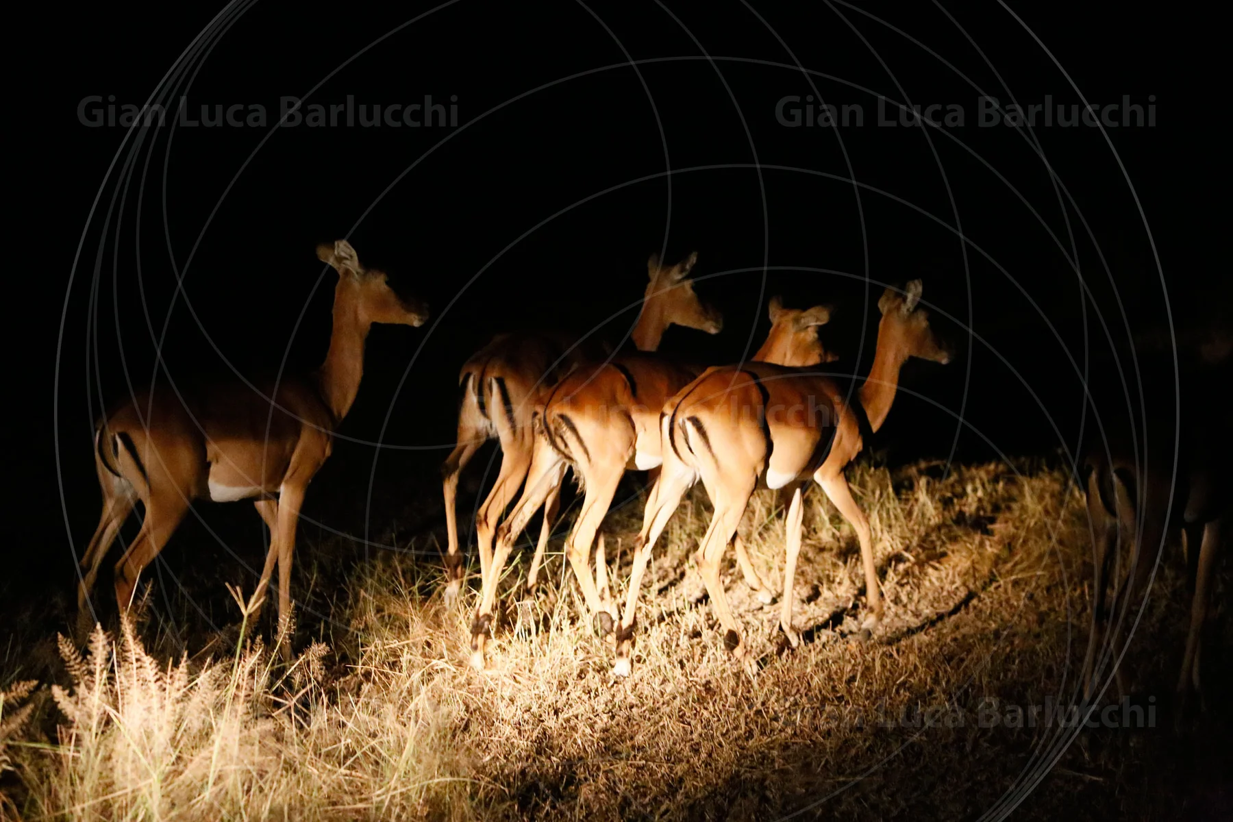 Group of antelope illuminated against a dark night-time background