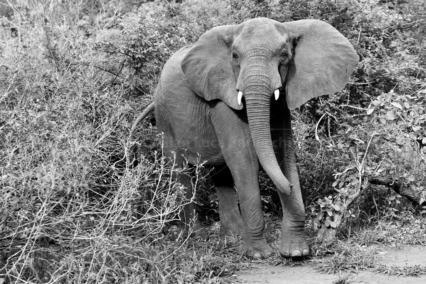 Black-and-white elephant facing the camera among dense bushes