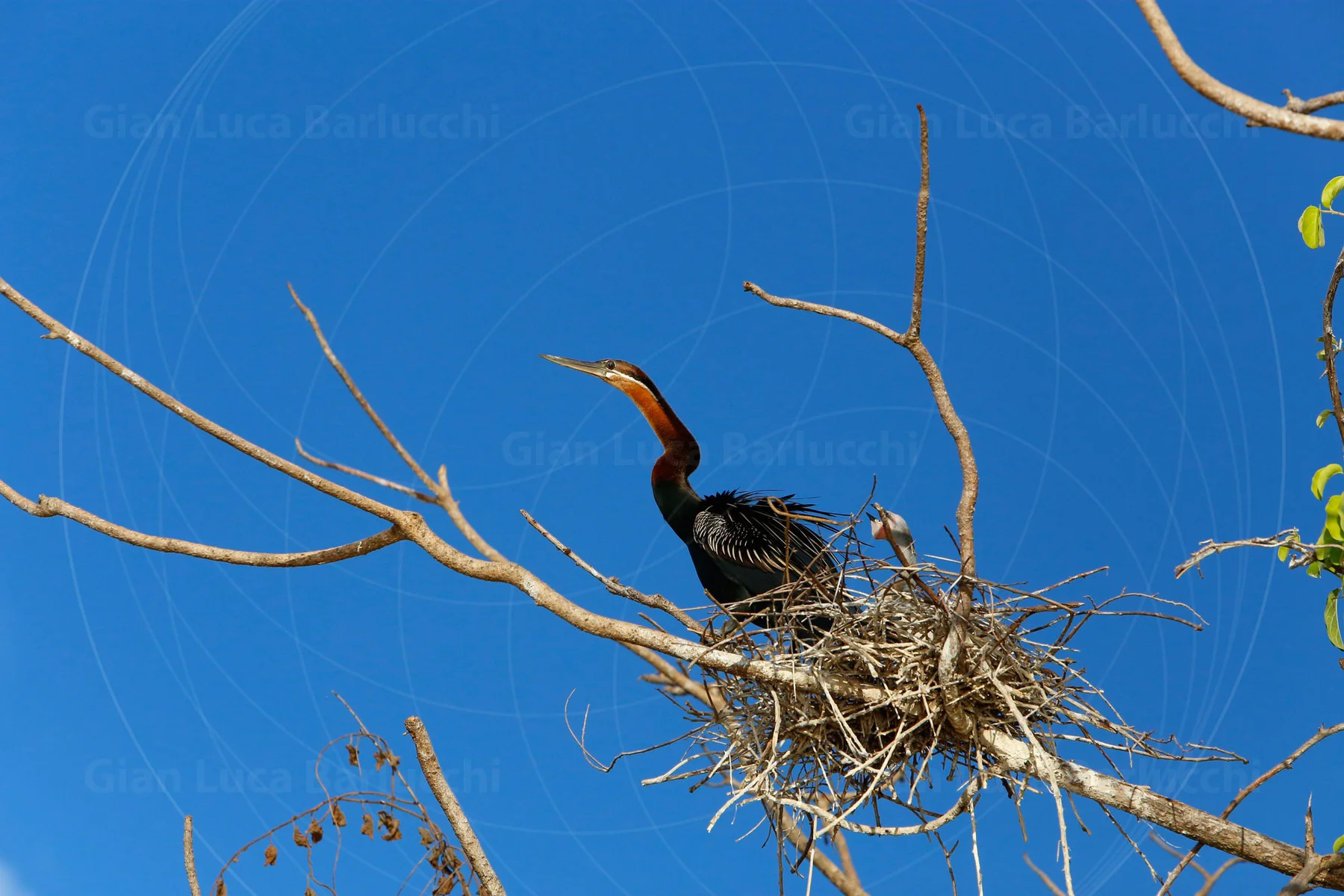 Bird perched on a nest among bare branches against a blue sky