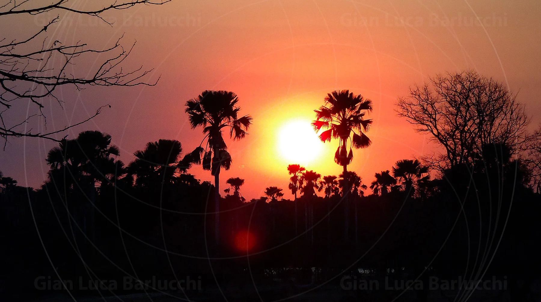 Bright sunset behind palm trees and bare branches